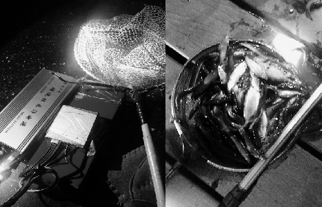 夜间偷钓技巧(怎么可以夜里偷钓鱼塘) 夜间偷钓技巧(怎么可以夜里偷钓鱼塘)