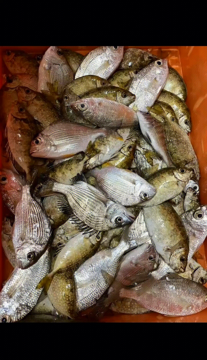 浅谈深圳海钓(深圳海钓有什么鱼) 浅谈深圳海钓(深圳海钓有什么鱼)