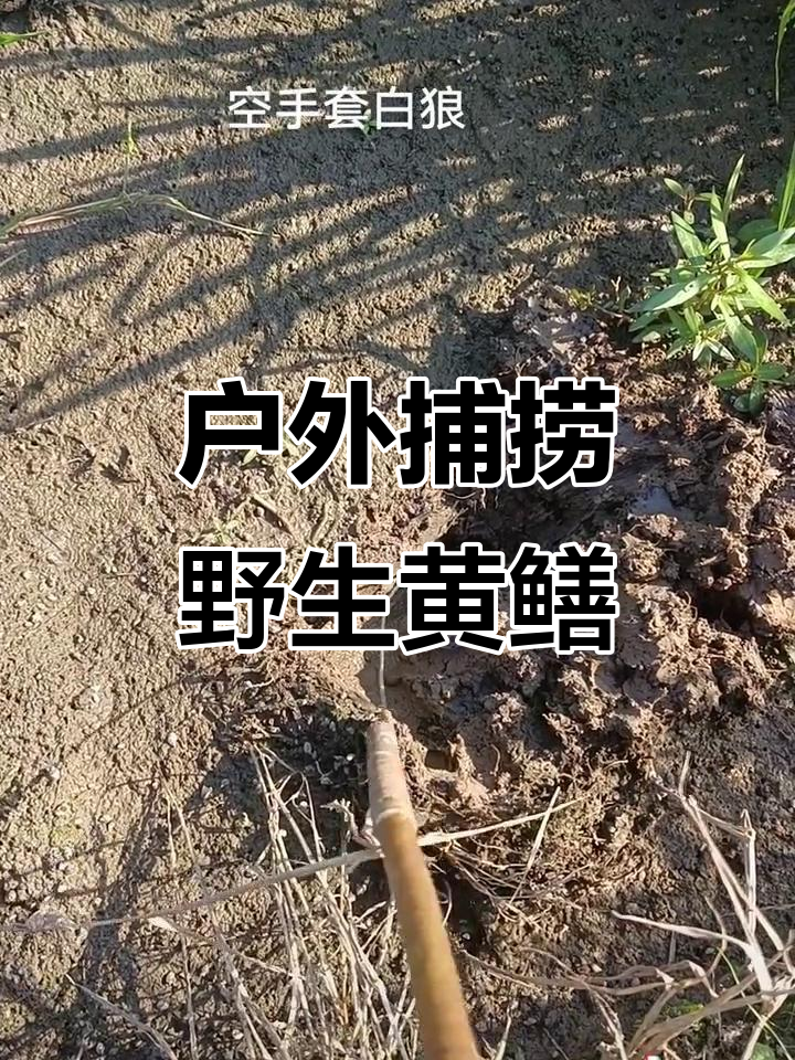 钓鳝鱼的技巧(2021钓鳝) 钓鳝鱼的技巧(2021钓鳝)