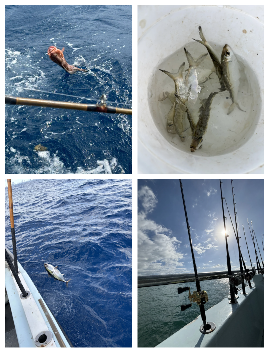 海钓鱼给谁收(钓海鱼卖钱) 海钓鱼给谁收(钓海鱼卖钱)