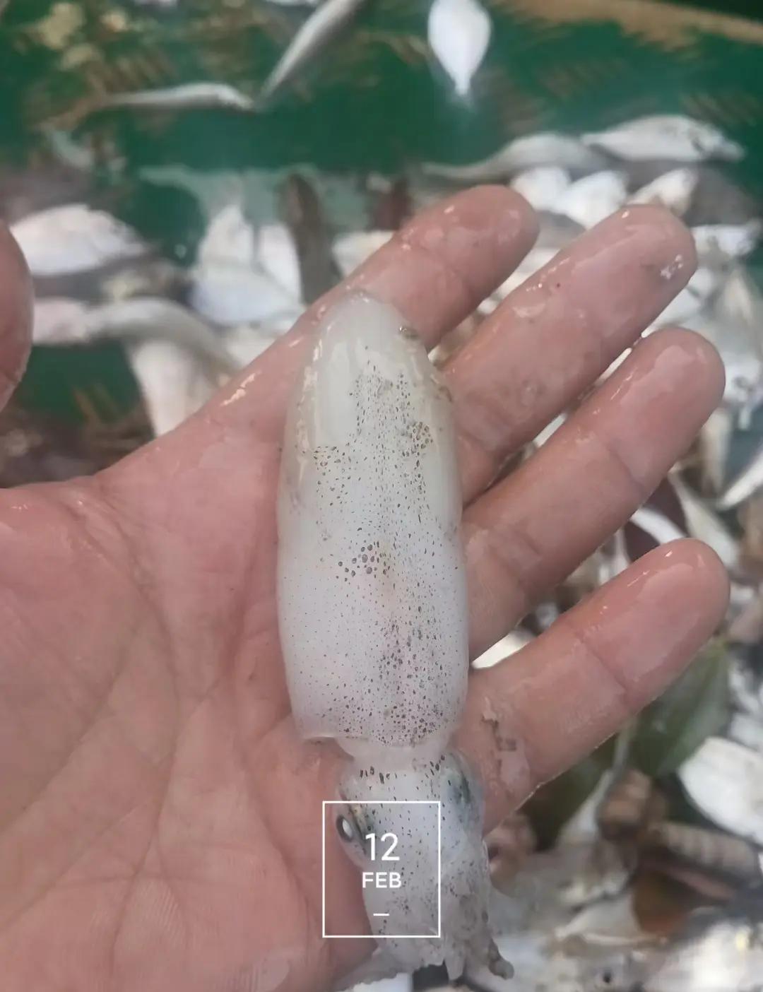 北海有名的渔具(北海渔具批发市场) 北海有名的渔具(北海渔具批发市场)