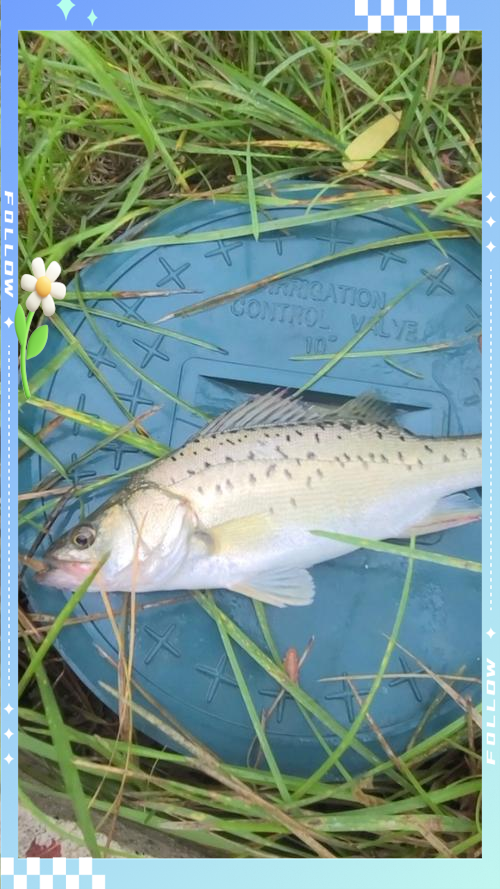 天津滨海新区海钓论坛(天津滨海新区海钓论坛在哪) 天津滨海新区海钓论坛(天津滨海新区海钓论坛在哪)