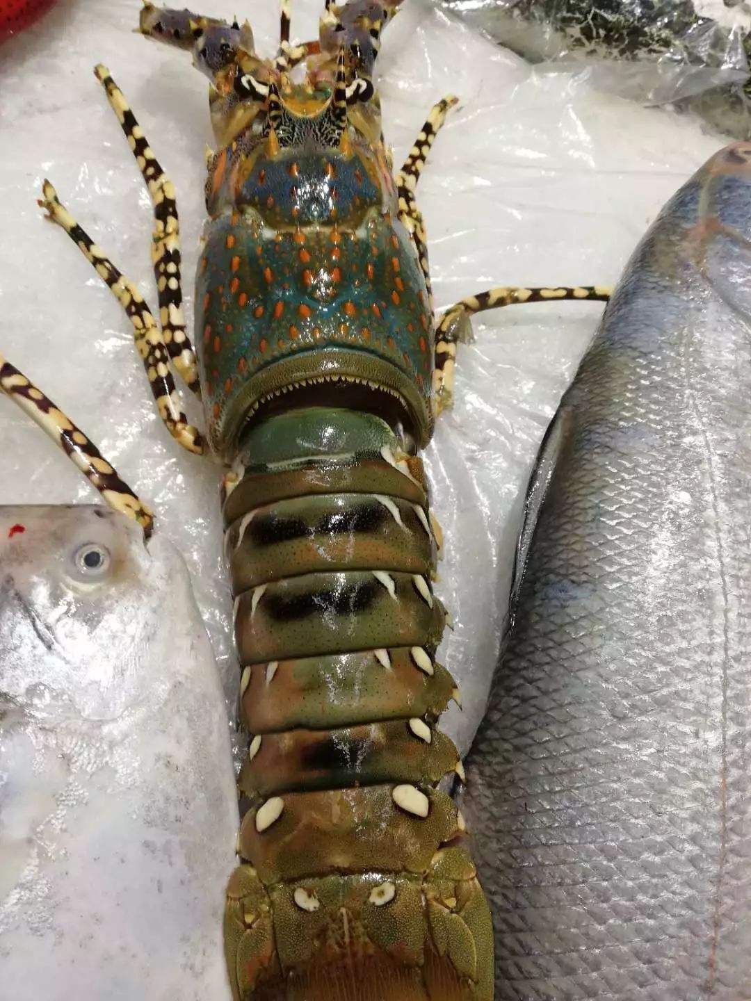 顺松渔具大吗(重庆顺松物流有限公司)