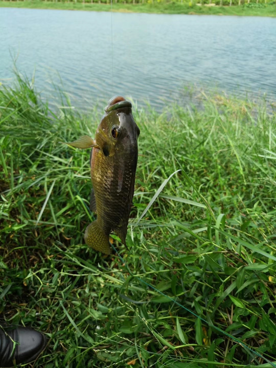 水库饵料秋季钓罗非鱼(水库饵料秋季钓罗非鱼好钓吗) 水库饵料秋季钓罗非鱼(水库饵料秋季钓罗非鱼好钓吗)