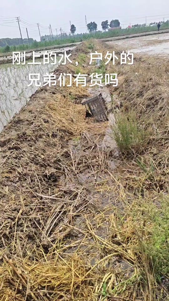 夜晚电黄鳝技巧视频(白天电黄鳝技巧) 夜晚电黄鳝技巧视频(白天电黄鳝技巧)