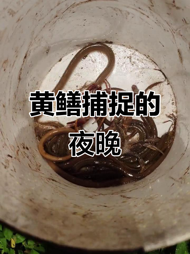 夜晚电黄鳝技巧视频(白天电黄鳝技巧) 夜晚电黄鳝技巧视频(白天电黄鳝技巧)