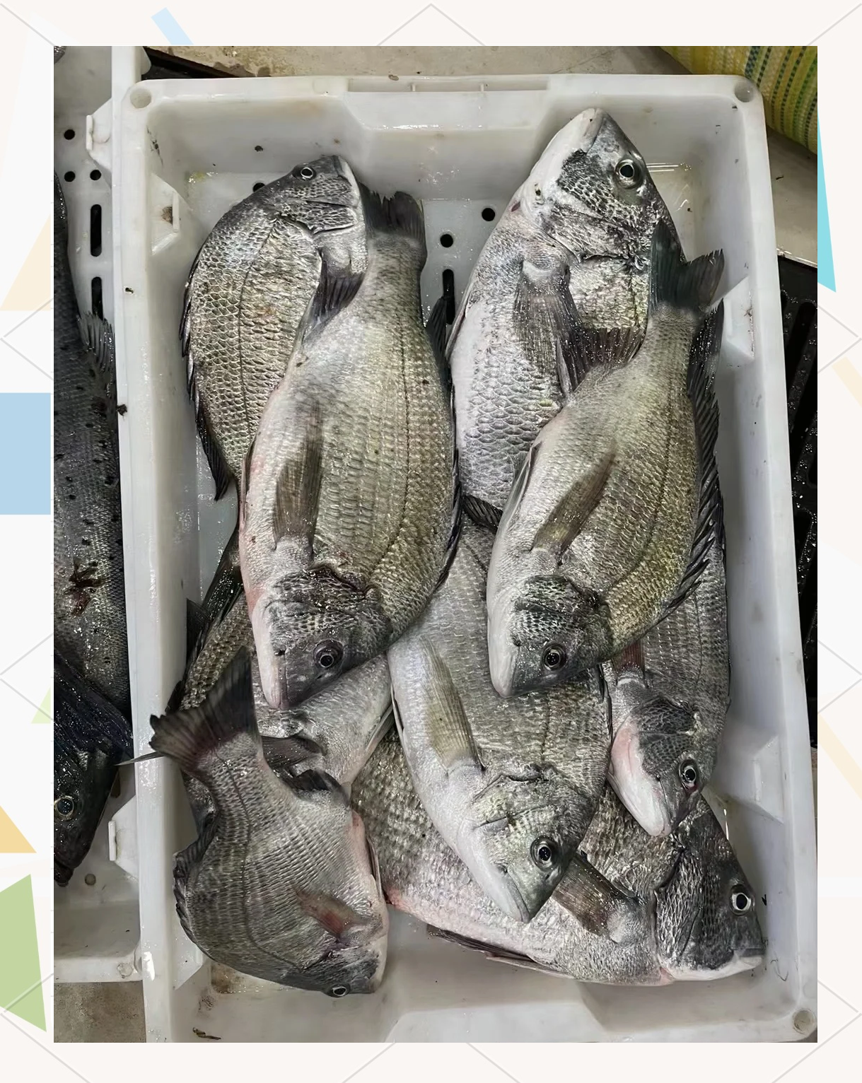 路亚黑雕视频(路亚黑雕视频大全) 路亚黑雕视频(路亚黑雕视频大全)