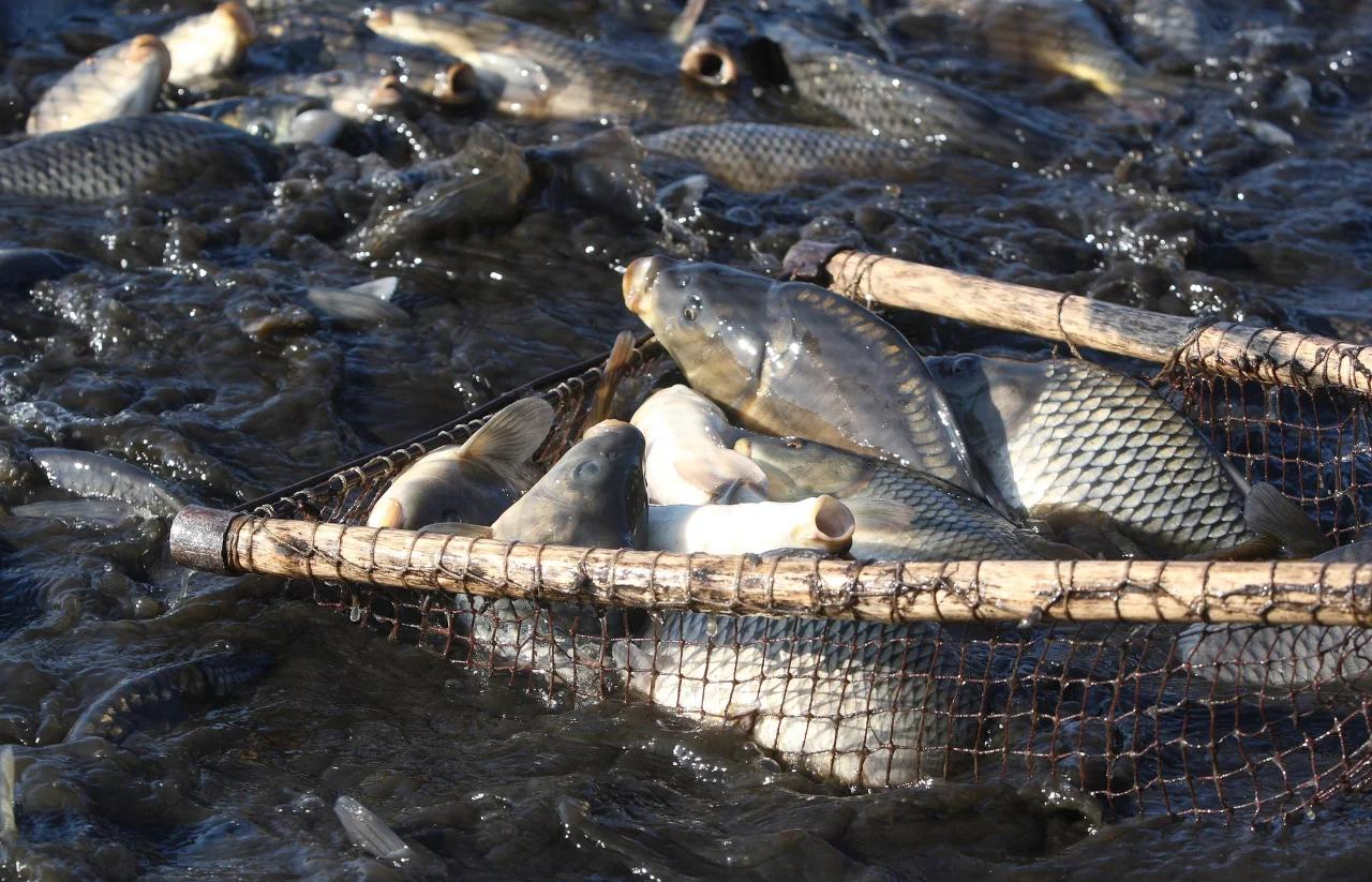 黑坑春天钓鲤鱼技巧(春天钓黑坑鲤鱼用什么味型饵料) 黑坑春天钓鲤鱼技巧(春天钓黑坑鲤鱼用什么味型饵料)