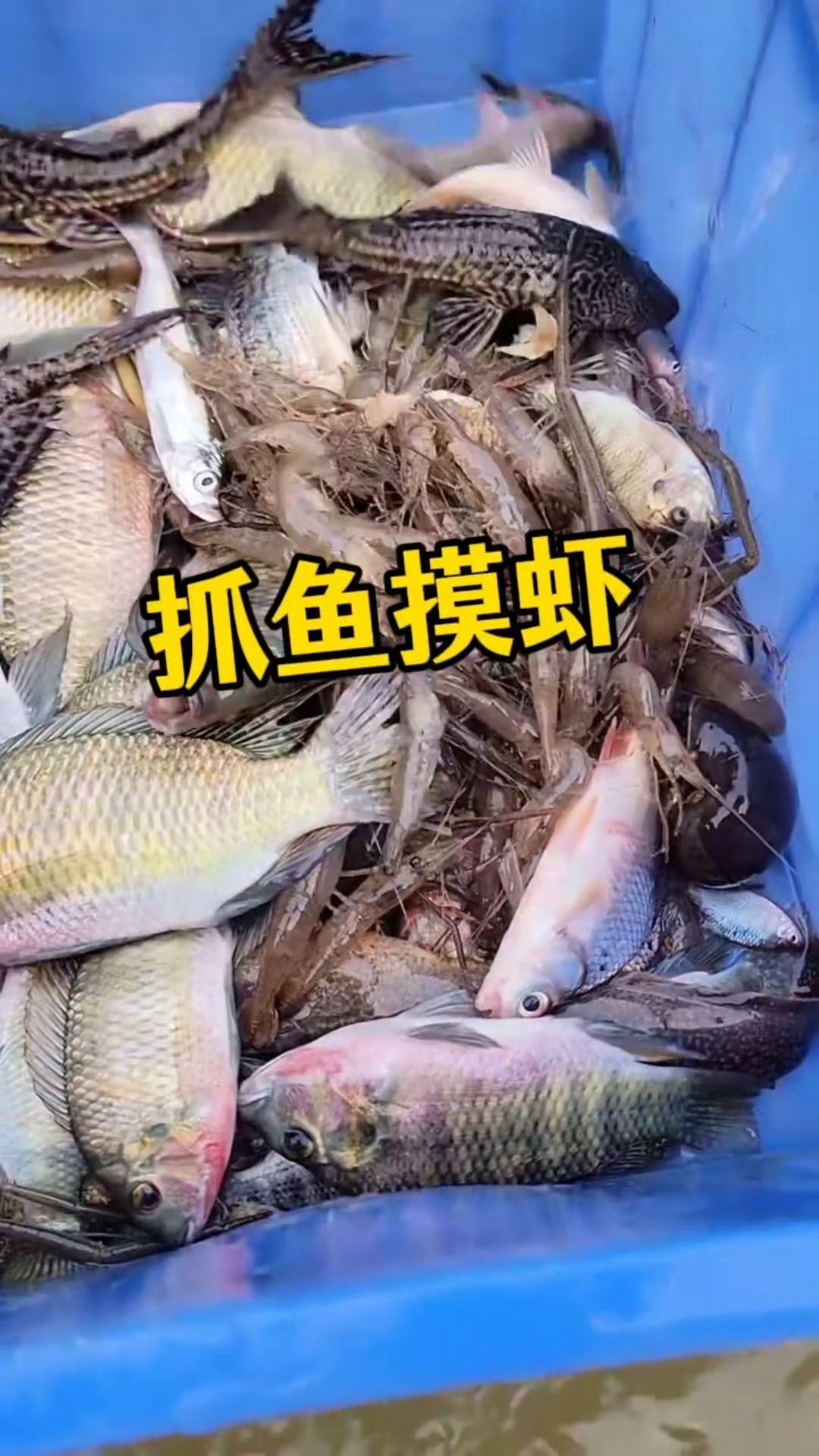 捕获鱼的办法和技巧(捕捞方法) 捕获鱼的办法和技巧(捕捞方法)