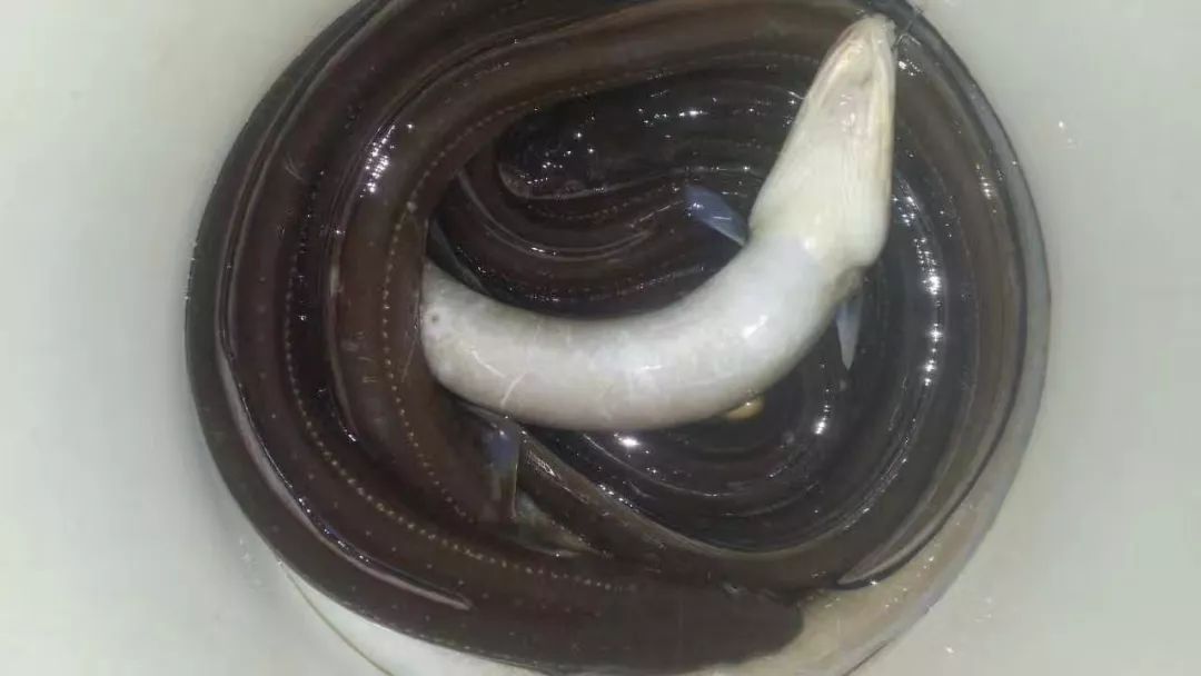 厦门哪里能海钓鳗鱼(厦门哪里适合海钓) 厦门哪里能海钓鳗鱼(厦门哪里适合海钓)