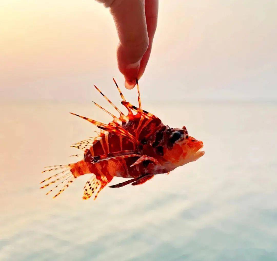 担竿岛海钓视频(担杆岛有信号吗)