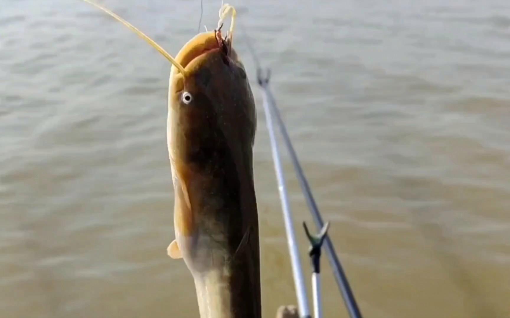 秋季钓鲶鱼饵料(深秋钓鲶鱼) 秋季钓鲶鱼饵料(深秋钓鲶鱼)