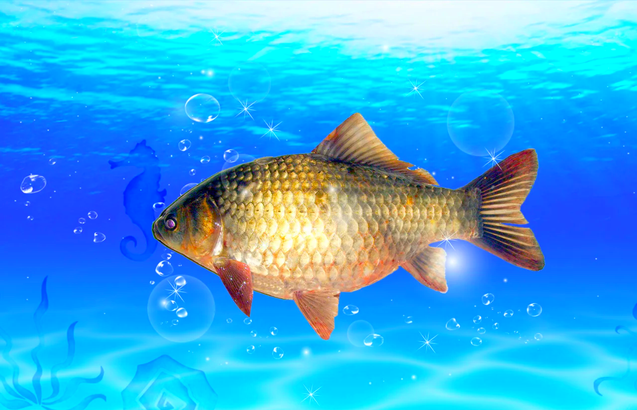 黑坑钓湘云鲫技巧(黑坑怎样钓湘鲫) 黑坑钓湘云鲫技巧(黑坑怎样钓湘鲫)