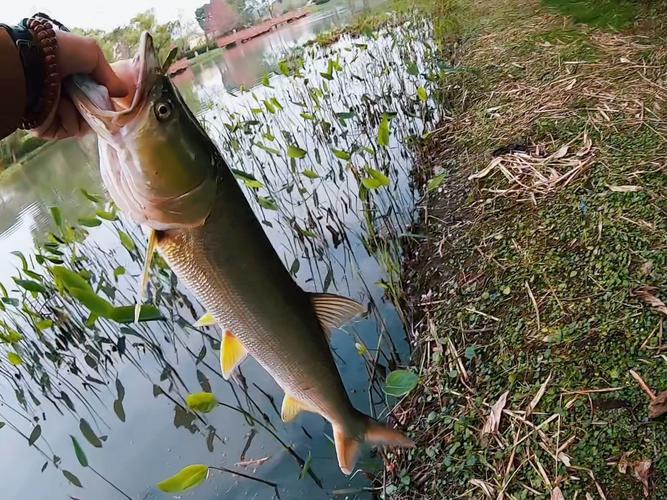 路亚鳡鱼巨物(路亚鳊鱼视频) 路亚鳡鱼巨物(路亚鳊鱼视频)
