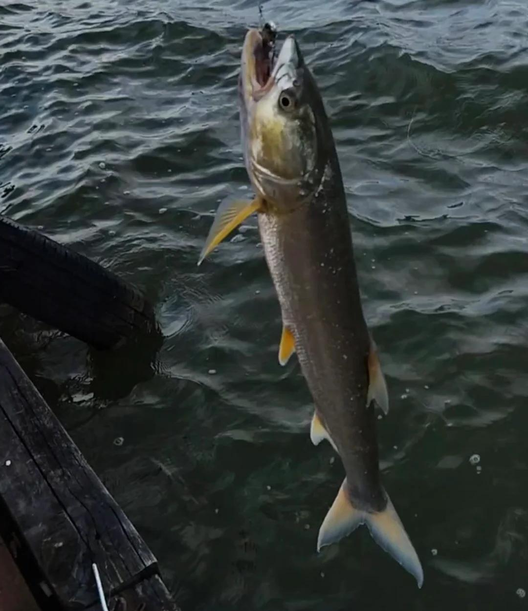 路亚鳡鱼巨物(路亚鳊鱼视频) 路亚鳡鱼巨物(路亚鳊鱼视频)