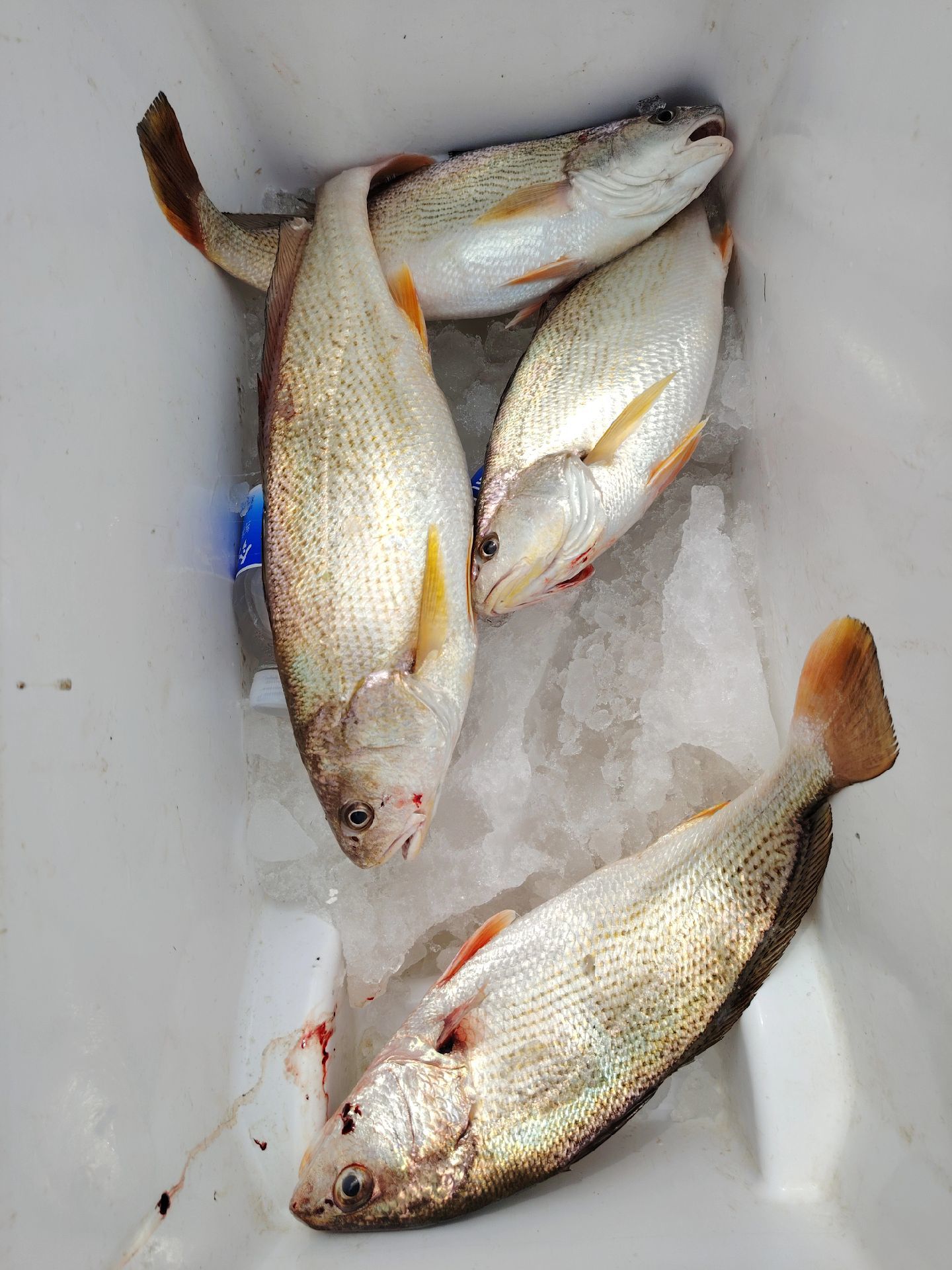 大连中午海钓(大连海边钓鱼时间的最佳时间)