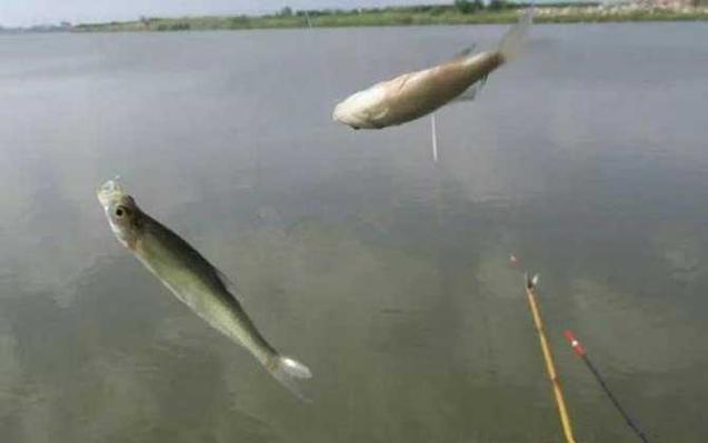 野钓钓白条技巧(野钓白条的技巧) 野钓钓白条技巧(野钓白条的技巧)
