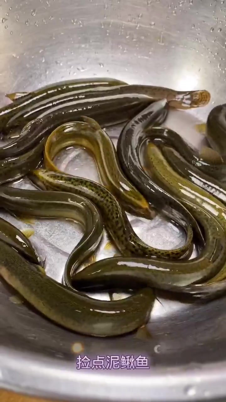 泥鳅海钓可以钓什么鱼(泥鳅钓海鱼怎么挂钩效果好) 泥鳅海钓可以钓什么鱼(泥鳅钓海鱼怎么挂钩效果好)