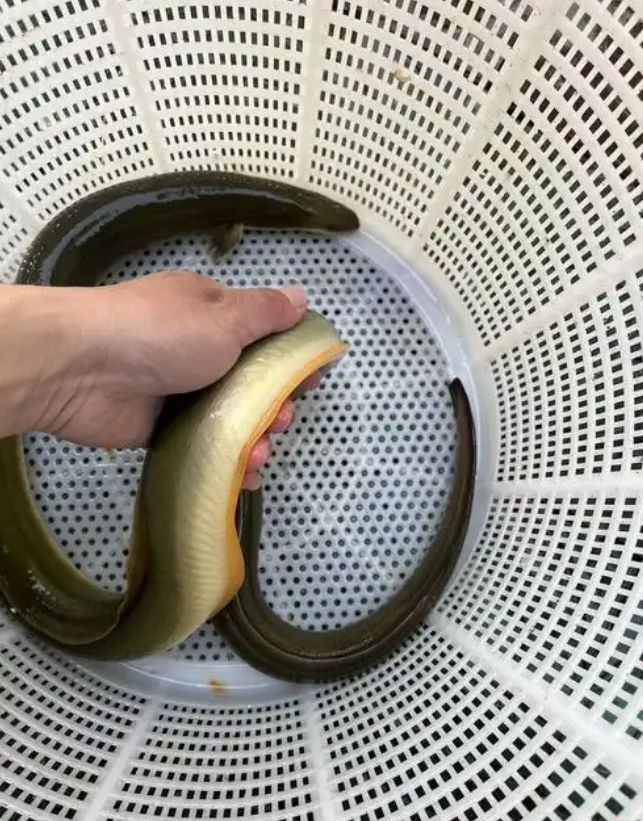 泥鳅海钓可以钓什么鱼(泥鳅钓海鱼怎么挂钩效果好) 泥鳅海钓可以钓什么鱼(泥鳅钓海鱼怎么挂钩效果好)