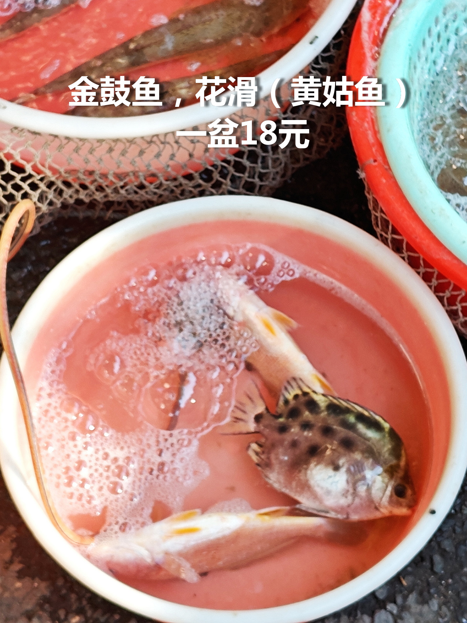 钓金鼓鱼技巧(金鼓鱼钓法线组) 钓金鼓鱼技巧(金鼓鱼钓法线组)