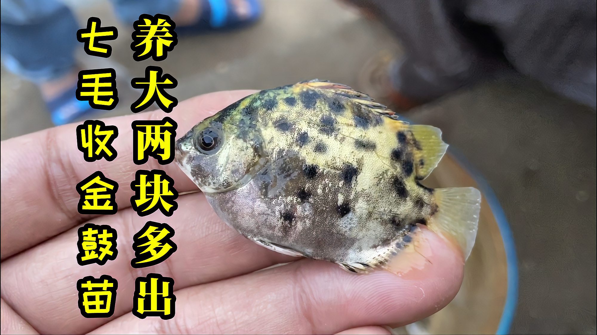 钓金鼓鱼技巧(金鼓鱼钓法线组) 钓金鼓鱼技巧(金鼓鱼钓法线组)