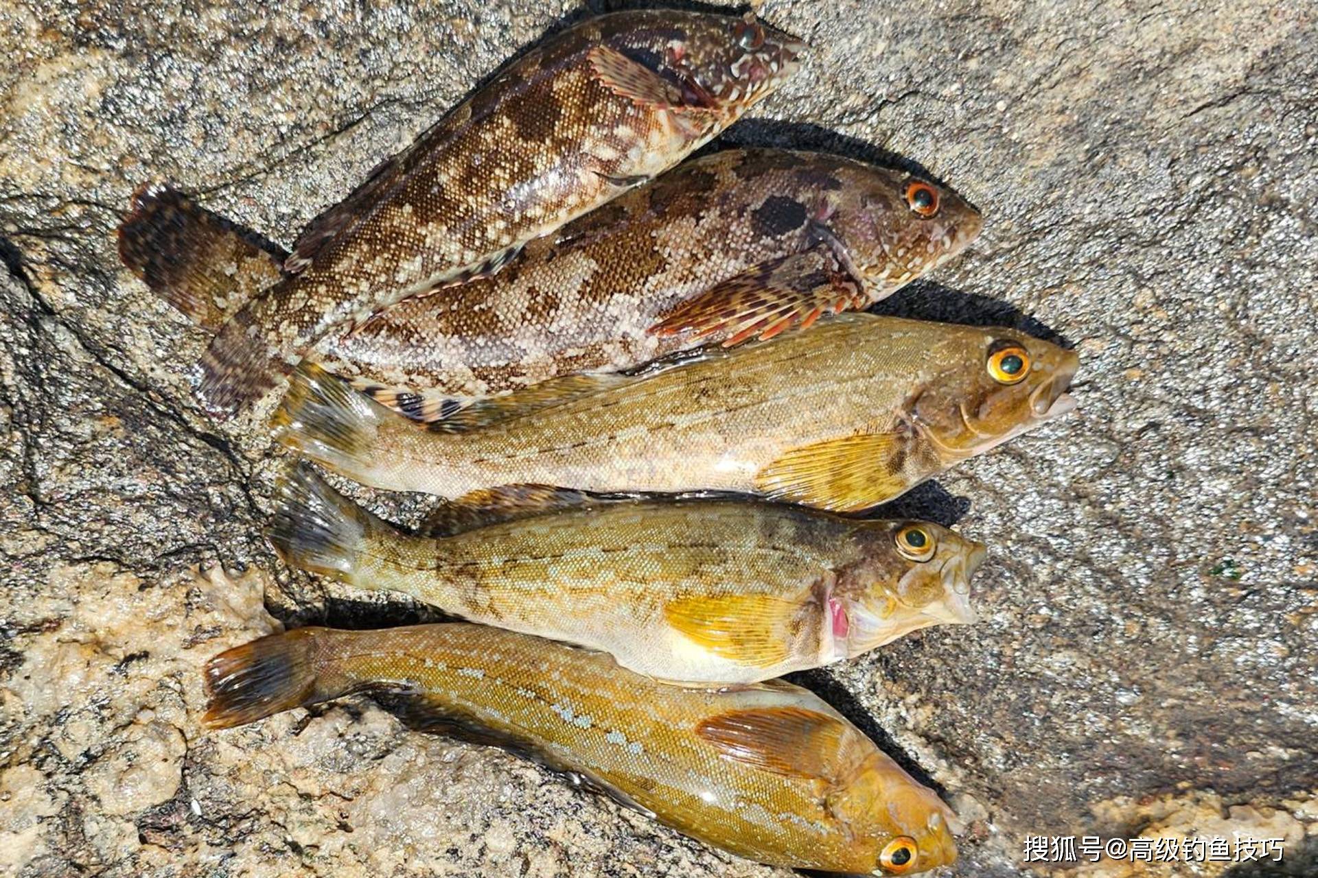 7月份海钓什么鱼(7月份海钓可以钓什么鱼) 7月份海钓什么鱼(7月份海钓可以钓什么鱼)