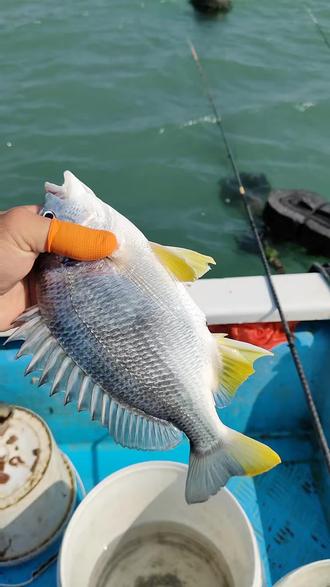 7月份海钓什么鱼(7月份海钓可以钓什么鱼) 7月份海钓什么鱼(7月份海钓可以钓什么鱼)