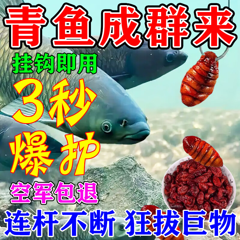 冬季钓青鱼技巧饵料(冬季钓青鱼方法)