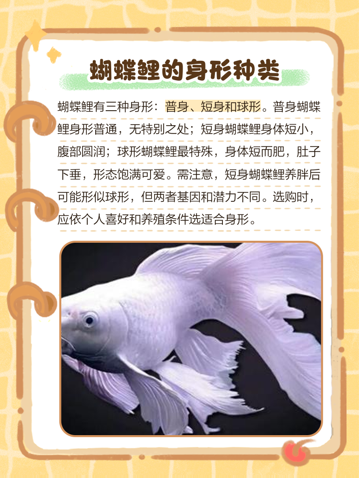 飞鱼两斤鲤鱼技巧(飞二斤鲤鱼用几h鱼竿) 飞鱼两斤鲤鱼技巧(飞二斤鲤鱼用几h鱼竿)