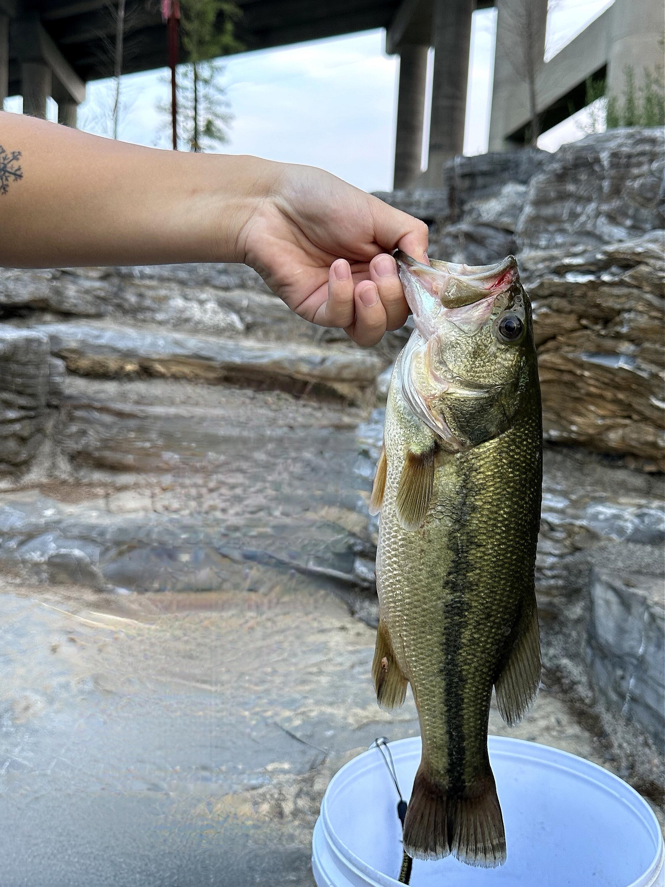 鲈鱼曹妃甸海钓(曹妃甸海钓地点哪里好) 鲈鱼曹妃甸海钓(曹妃甸海钓地点哪里好)