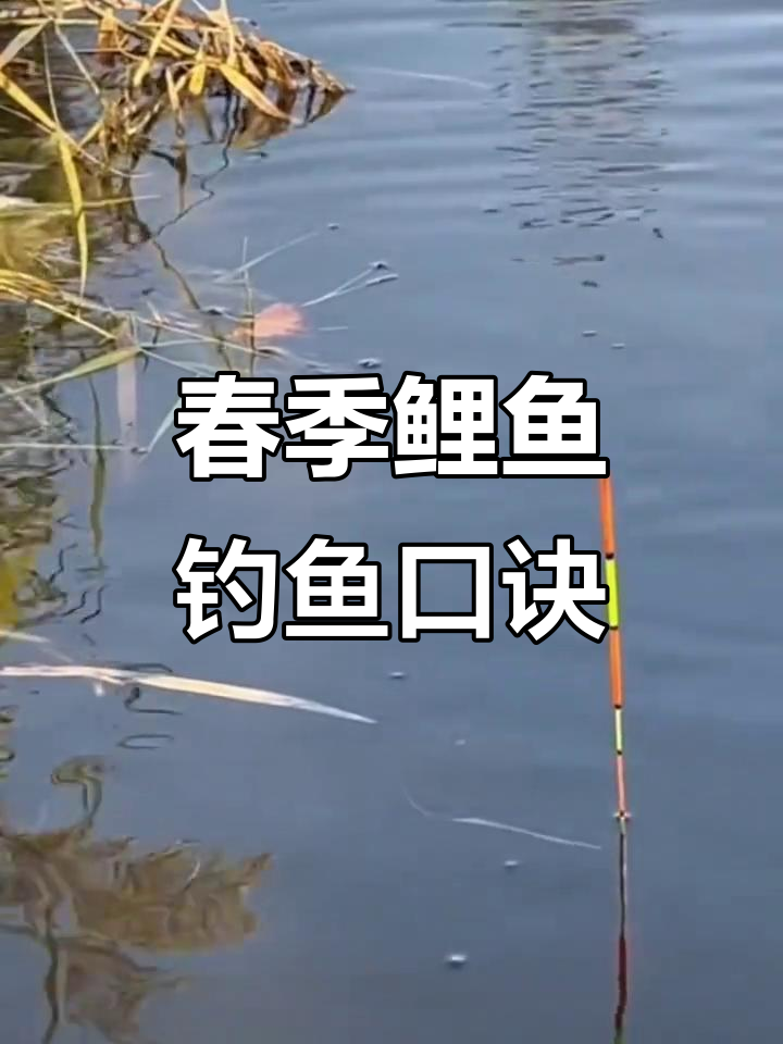 鲤鱼的钓技巧(鲤鱼如何钓) 鲤鱼的钓技巧(鲤鱼如何钓)