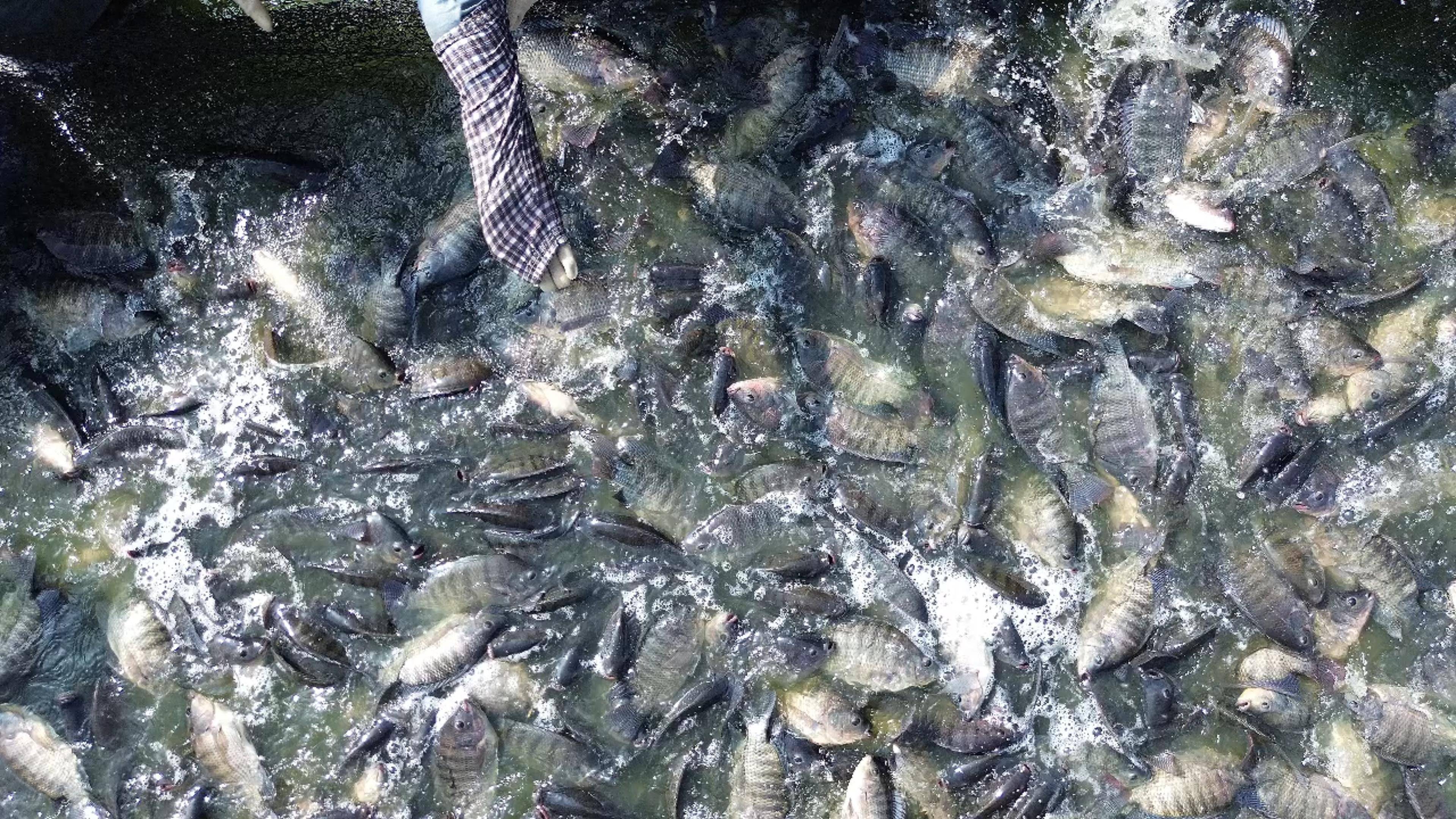 鱼笼装罗非鱼技巧(罗非鱼在家里怎么养活) 鱼笼装罗非鱼技巧(罗非鱼在家里怎么养活)