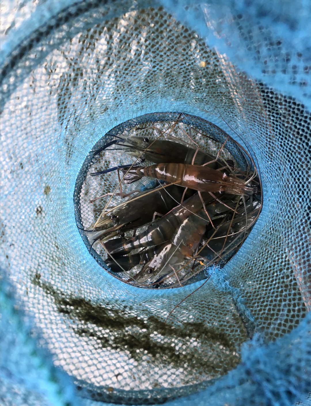 冬季用虾钓鱼技巧视频(冬季用虾钓鱼技巧视频大全) 冬季用虾钓鱼技巧视频(冬季用虾钓鱼技巧视频大全)