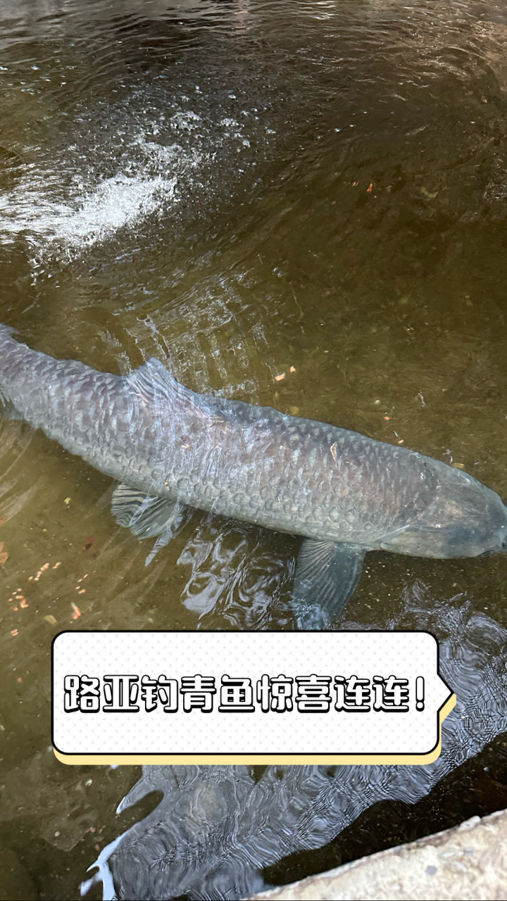 创新饵料钓青鱼(用饵料钓青鱼怎么调漂) 创新饵料钓青鱼(用饵料钓青鱼怎么调漂)