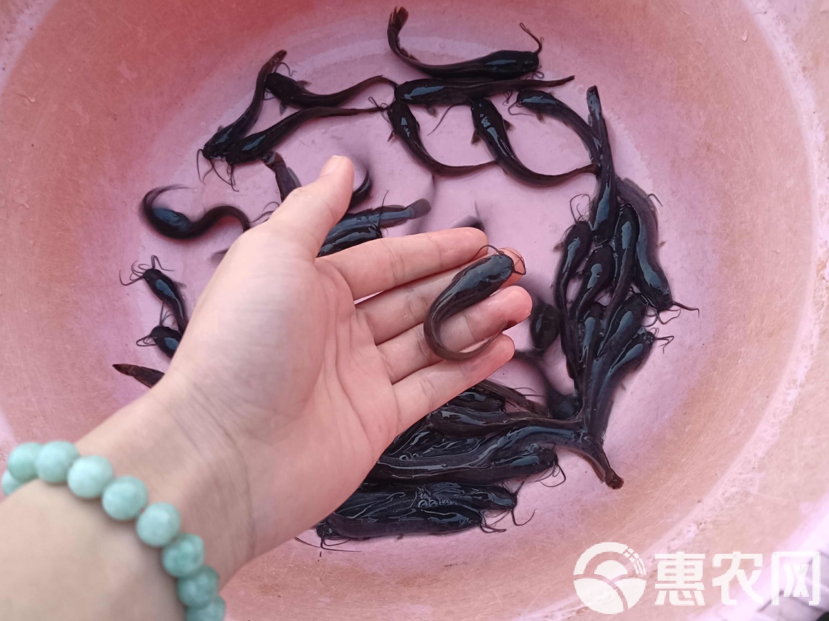 白天钓埃及塘鲺技巧(钓埃及塘鲺多大线) 白天钓埃及塘鲺技巧(钓埃及塘鲺多大线)