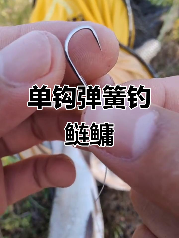 弹簧线组钓鲢鳙技巧(弹簧线组钓鲢鳙调漂教学) 弹簧线组钓鲢鳙技巧(弹簧线组钓鲢鳙调漂教学)