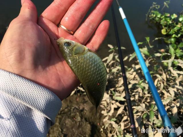 钓鱼看漂抓口技巧视频(钓鱼看漂视频教程) 钓鱼看漂抓口技巧视频(钓鱼看漂视频教程)