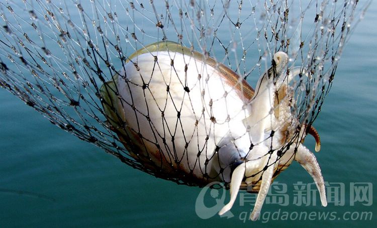 出海钓乌贼(钓乌贼用什么饵) 出海钓乌贼(钓乌贼用什么饵)