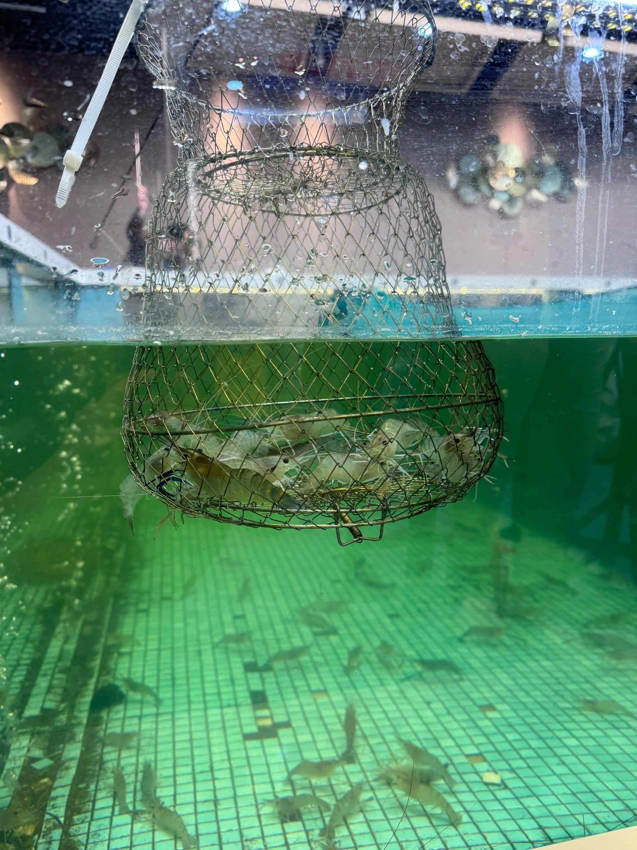 沈阳爱琴海钓鱼(沈阳爱琴海钓鱼的地方) 沈阳爱琴海钓鱼(沈阳爱琴海钓鱼的地方)