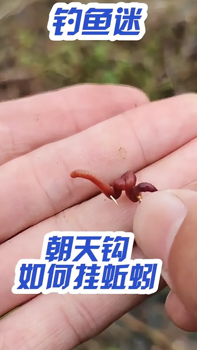 朝天钩钓鱼技巧视频(朝天钩钓鱼效果究竟怎么样啊) 朝天钩钓鱼技巧视频(朝天钩钓鱼效果究竟怎么样啊)