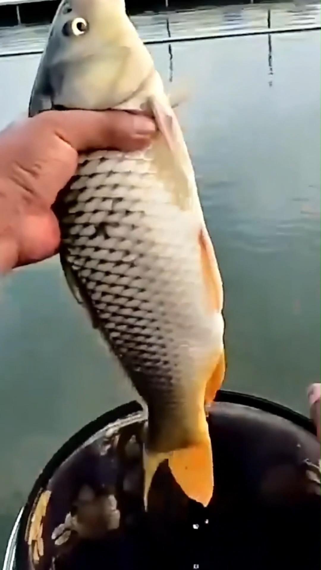 春末钓黑坑技巧(春末什么时候钓黑鱼) 春末钓黑坑技巧(春末什么时候钓黑鱼)