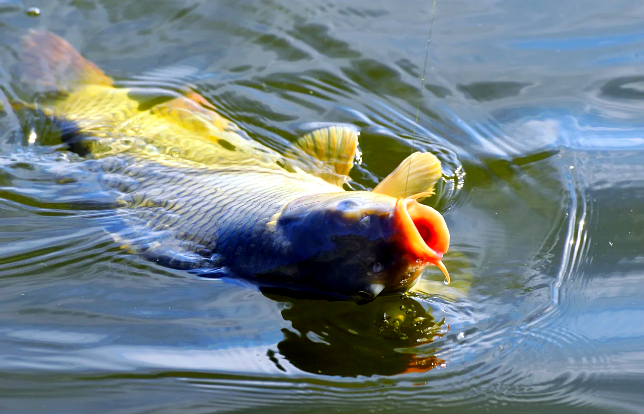 春末钓黑坑技巧(春末什么时候钓黑鱼) 春末钓黑坑技巧(春末什么时候钓黑鱼)