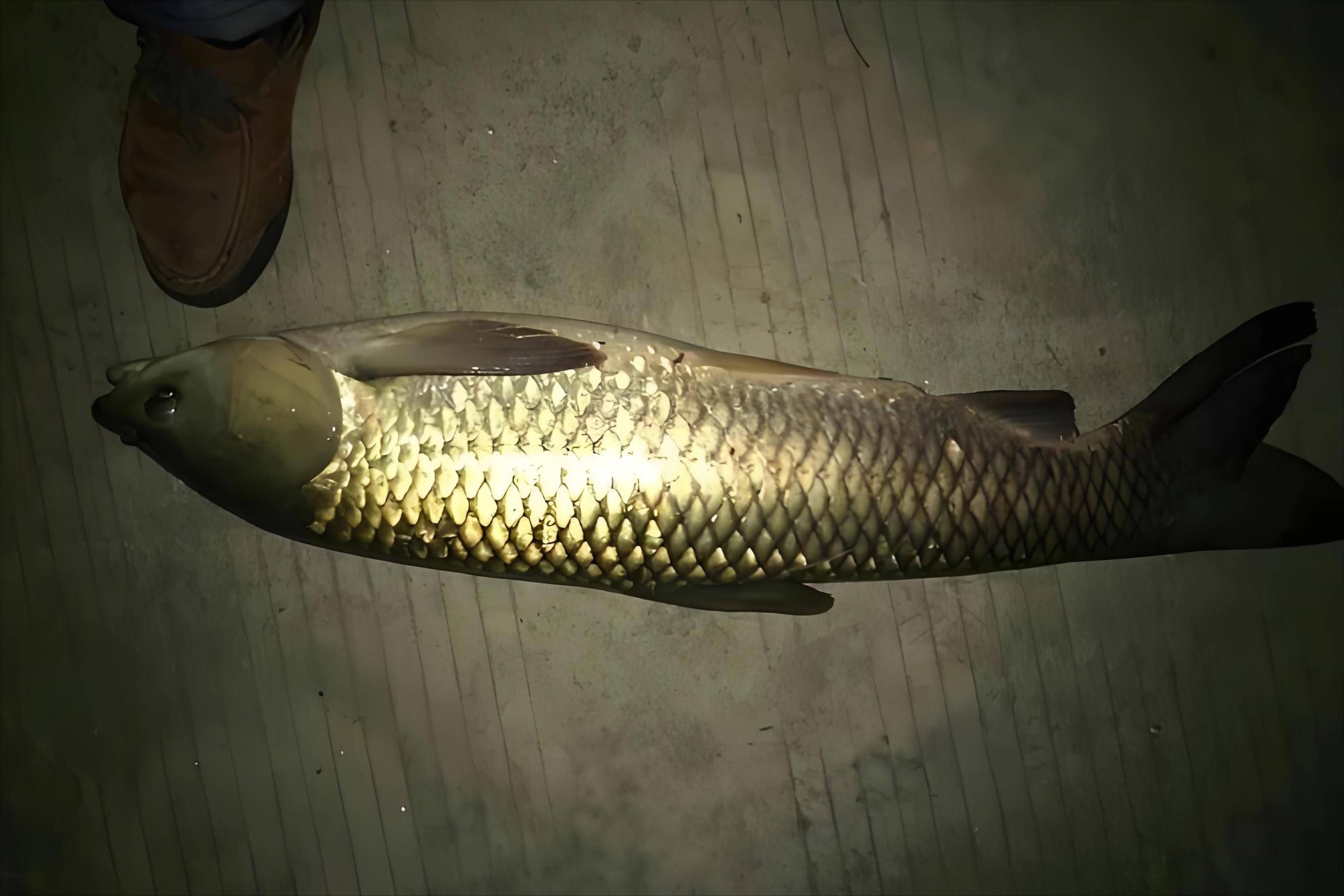 夏天鱼塘夜钓鲤鱼技巧(池塘夜钓鲤鱼技巧) 夏天鱼塘夜钓鲤鱼技巧(池塘夜钓鲤鱼技巧)