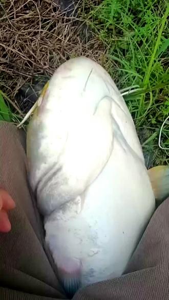 临沂路亚鲶鱼(临沂地区野鱼种类一览表) 临沂路亚鲶鱼(临沂地区野鱼种类一览表)