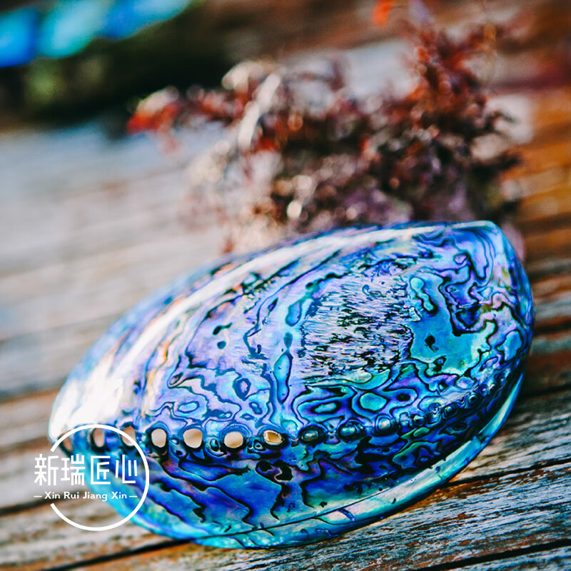 象山鲍鱼渔具(象山钓鱼地方有哪些) 象山鲍鱼渔具(象山钓鱼地方有哪些)