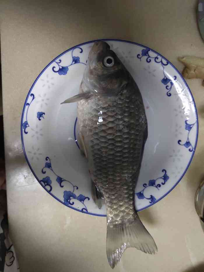 象山鲍鱼渔具(象山钓鱼地方有哪些) 象山鲍鱼渔具(象山钓鱼地方有哪些)