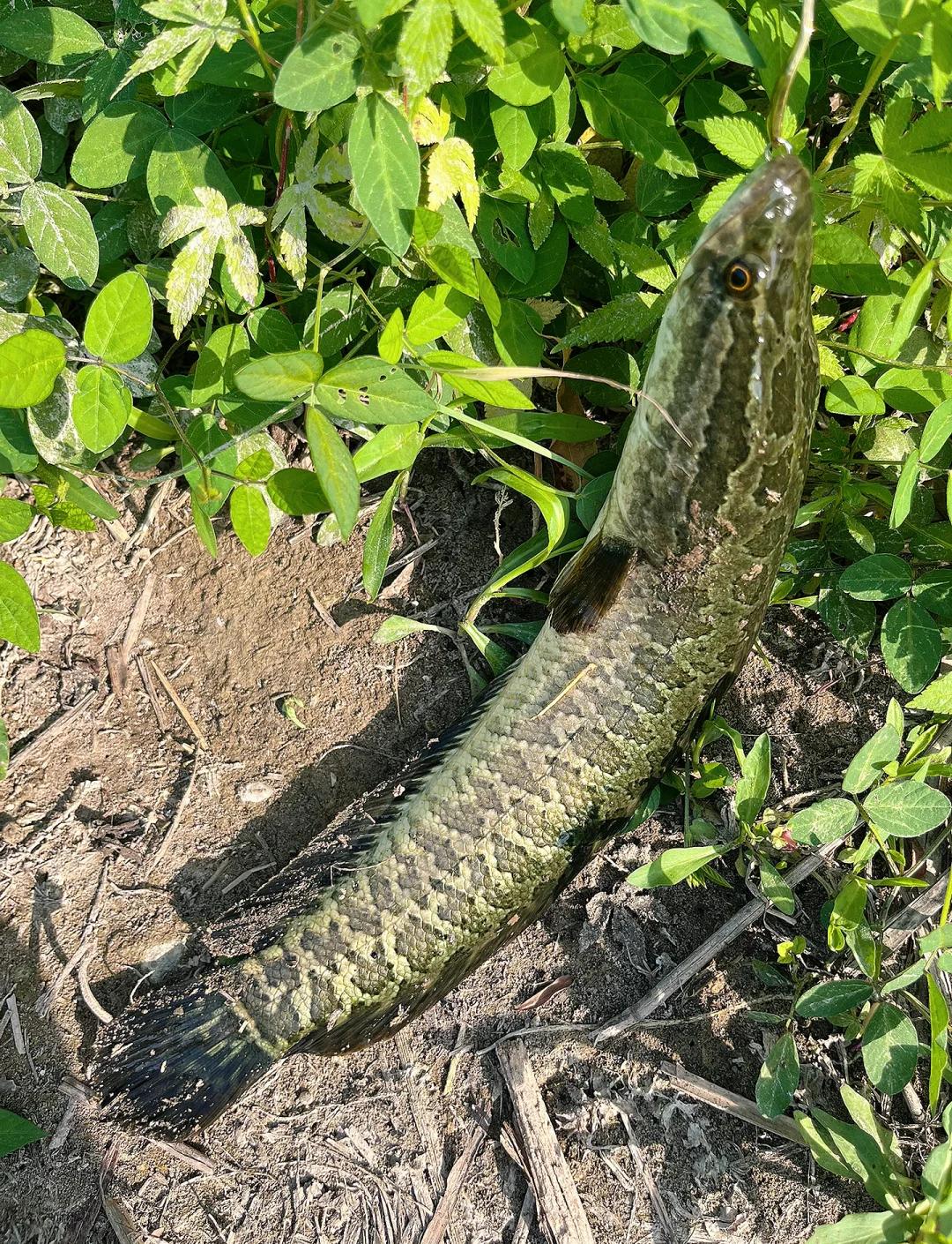 海钓黑蜡鱼(黑腊鱼学名) 海钓黑蜡鱼(黑腊鱼学名)