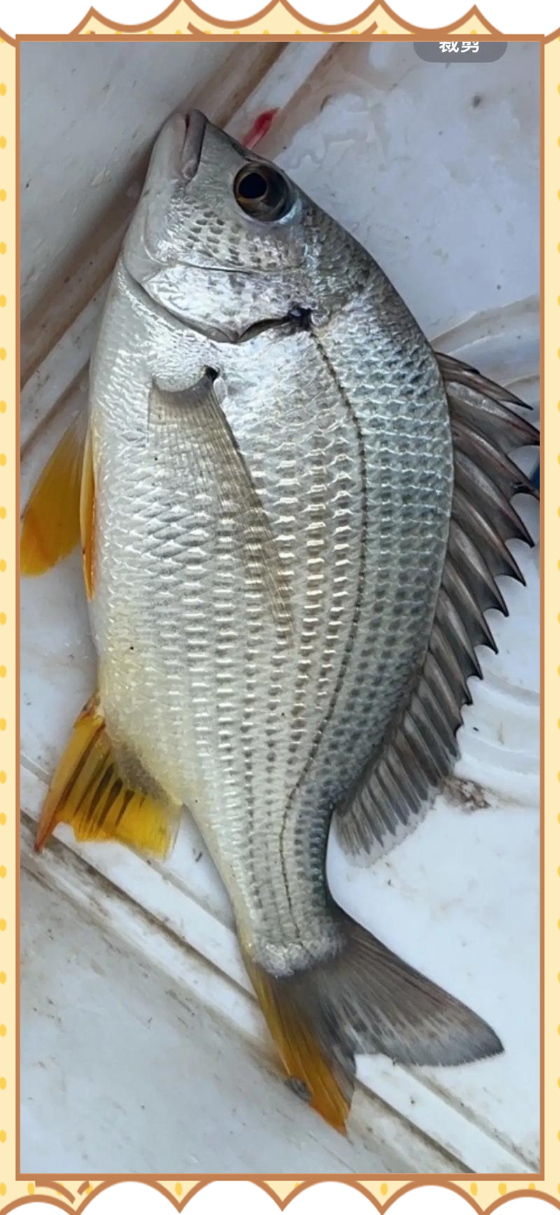 海钓黑蜡鱼(黑腊鱼学名) 海钓黑蜡鱼(黑腊鱼学名)