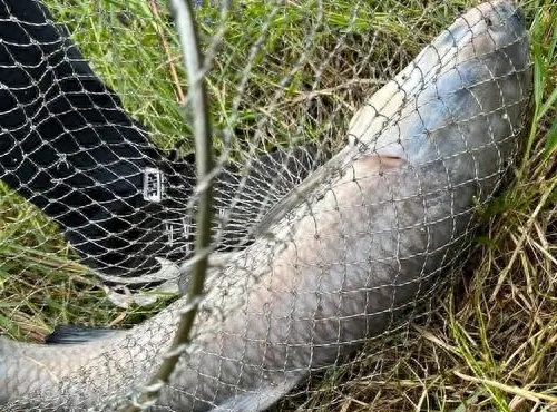 钓青鱼饵料实战(钓青鱼鱼饵) 钓青鱼饵料实战(钓青鱼鱼饵)