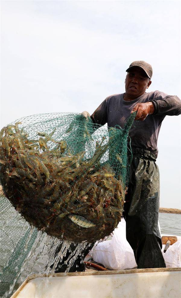 东营海钓小虾(2021年东营海钓免费地方) 东营海钓小虾(2021年东营海钓免费地方)